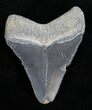 Serrated Bone Valley Megalodon Tooth #10417-1